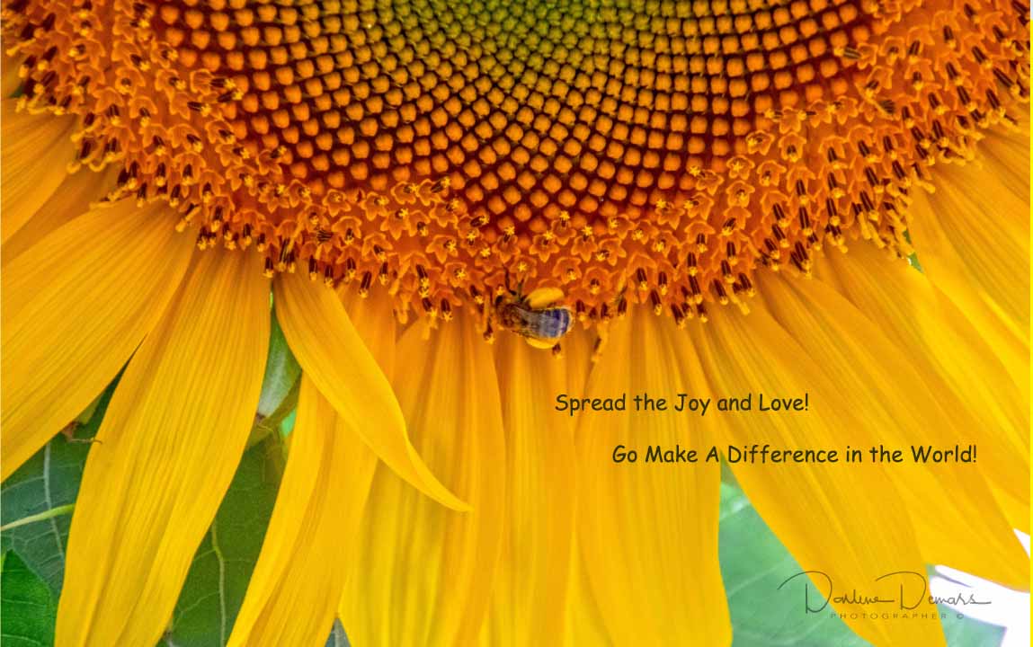 Sunflower with quote.